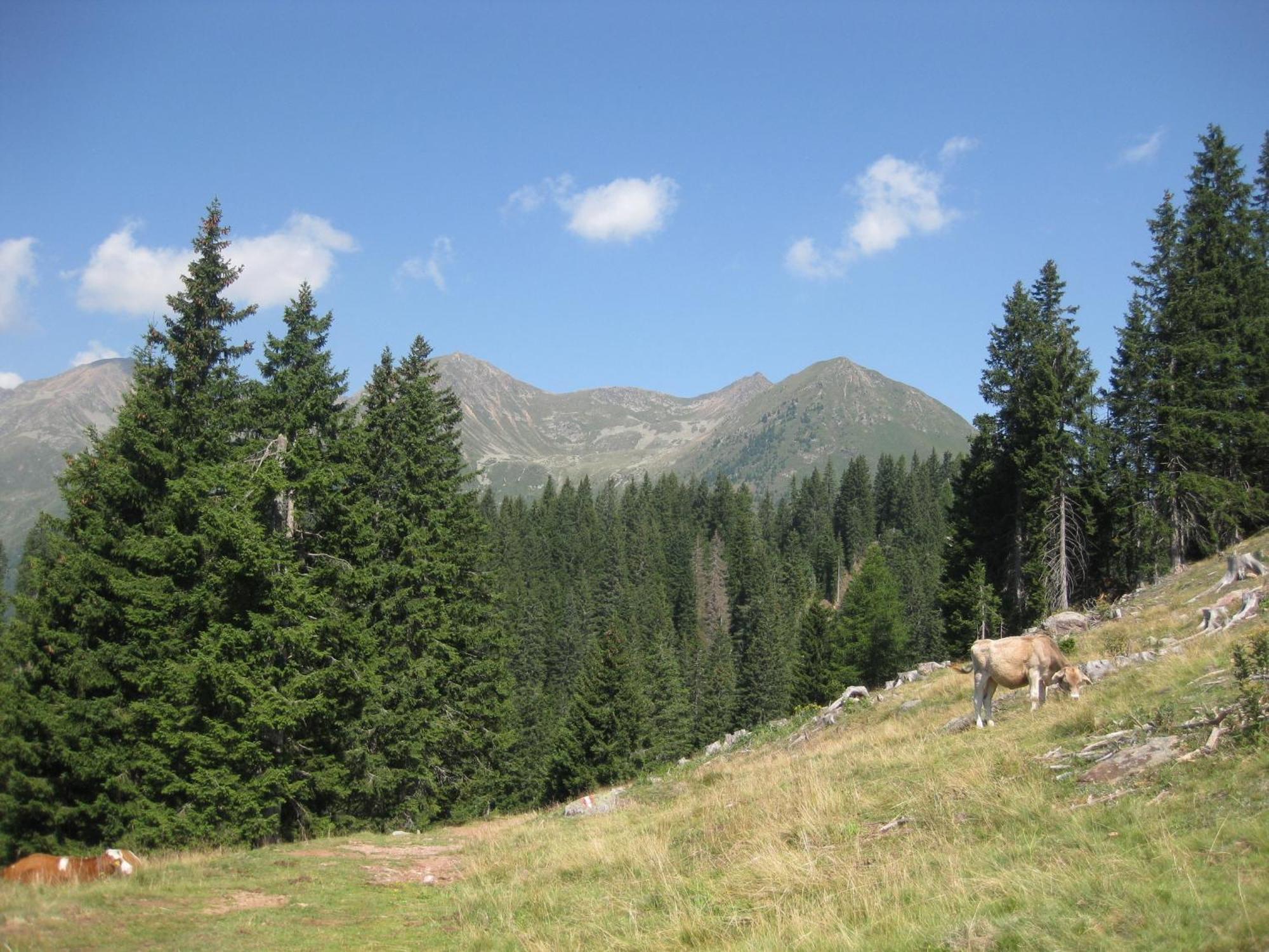 Fewo Windbichl Parcines Εξωτερικό φωτογραφία